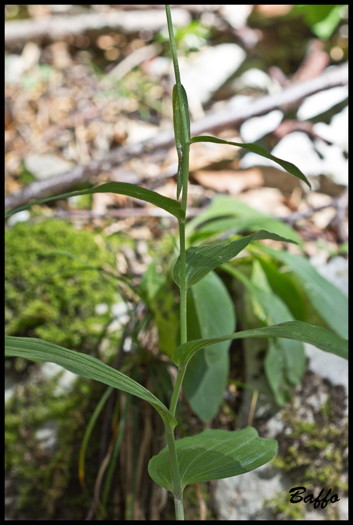 Epipactis helleborine